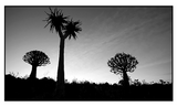 Discover Quiver Trees in Namibia