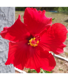 Discover bright red tropical hibiscus flower