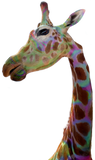Discover Fun funky colorful Giraffe