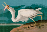 Discover Great White Heron Birds of America Audubon Print T