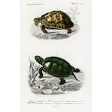 Discover Tortoises Pond turtle