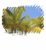 Discover Palm Trees on a Honduras White Sand Beach
