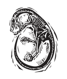 Discover Curled Velociraptor Fossil