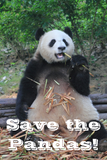 Discover Save the Giant Pandas