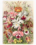 Discover Orchideae Denusblumen A Giltsch By Ernst Haeckel