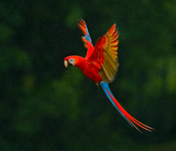 Discover Parrot in Flight