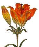Discover CLASSIC RED LILIES ILLUSTRATION