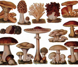 Discover hipster french botanical print vintage mushrooms