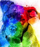 Discover The colors of Love are a Pitbull