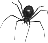 Discover Big Black Creepy 3D Spider