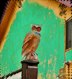 Discover Unique pastel old owl