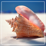Discover Conch Shell On Beach 2
