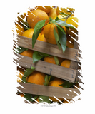 Discover freshly picked oranges