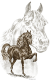 Discover Morgan Horse Art