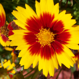 Discover Close up yellow and red Coreopsis flower