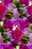 Discover Tropical Cattleya Orchid Flower