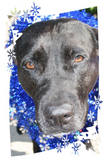 Discover Black lab mix head with blue tinsel