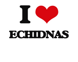 Discover I love Echidnas