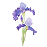 Discover two purple irises ink and watercolor