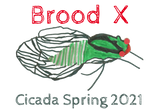 Discover Brood X Cicada Spring 2021