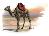 Discover Antique Dromedary Camel Illustration