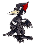 Discover Ivory-Billed Woodpecker