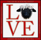 Discover Love Valais Blacknose Sheep