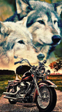 Discover wolves and motocycle