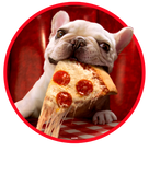 Discover Dog Eating Pizza Slice