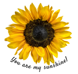 Discover yellow sunflower with quote