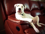 Discover funny white pit bull dog on the couch