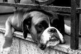 Discover Boxer Dog On Windowsill Womens cn