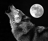Discover Black White Wolf Howling at Moon