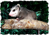 Discover Possum on Branch