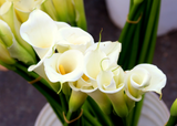 Discover calla lilies tee
