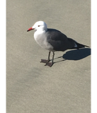 Discover Seagull on Sandy Beach
