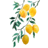 Discover yellow lemon watercolor