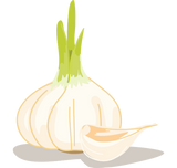 Discover Fresh Garlic