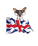 Discover Union Jack Flag Dog Chihuahua W Glasses