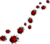 Discover Ladybug  Ladybug  & Gifts