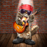 Discover Rocker cat