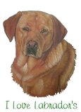 Discover rare red labrador dog portrait yellow lab
