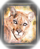 Discover Big Cat Models: Cougars 01-02