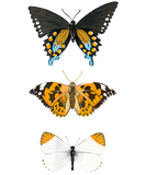 Discover Butterfly Lover | Type of Beautiful Butterfly Trio