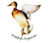 Discover Hovering Female Mallard Duck Wildlife
