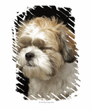 Discover Brown and white Shih Tzu with eyes closed