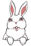 Discover Easter Bunny  Pocket Bunny Rabbit