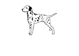 Discover The Dog Father Dalmatian
