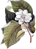 Discover Elegant Southern White Magnolia Flower