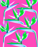 Discover NOMADESAUSTRALIENS neon pink strelitzia